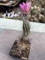 Preview: Echinocereus palmeri